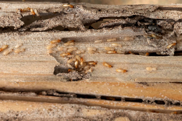 Best Best Pest Control Companies  in Slater, MO