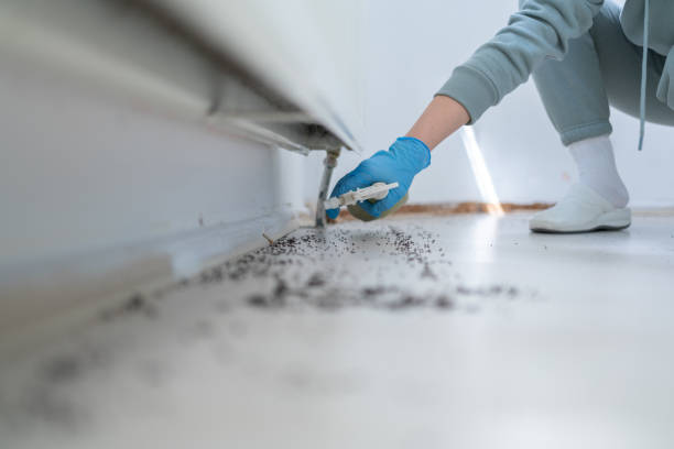 Best Flea Control Services  in Slater, MO